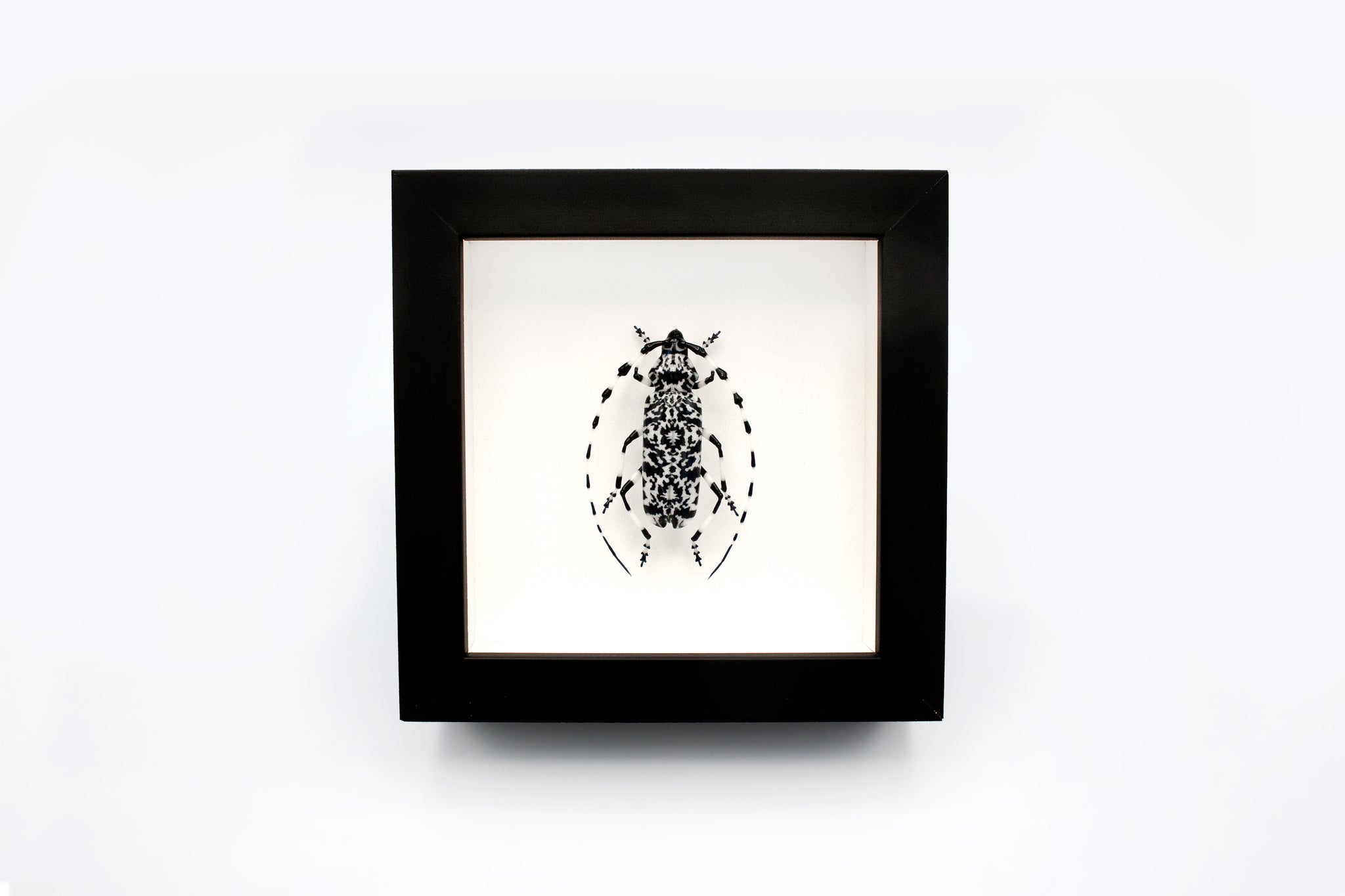 Mike Raman Jessica Tsai x Mike Raman -