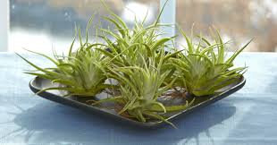 AIR PLANT ADD-ON (FOR DUMPSTERS)